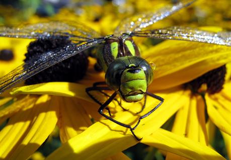 Libelle, Dorff 11