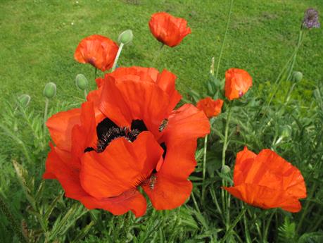 Mohn, Dorff 15