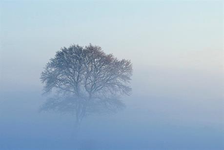 Baum im Morgennebel